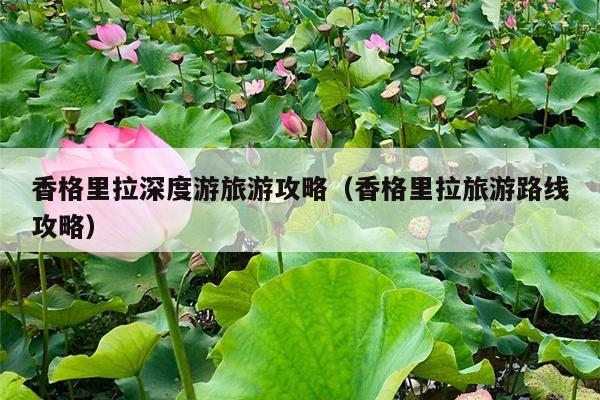 香格里拉深度游旅游攻略（香格里拉旅游路线攻略）